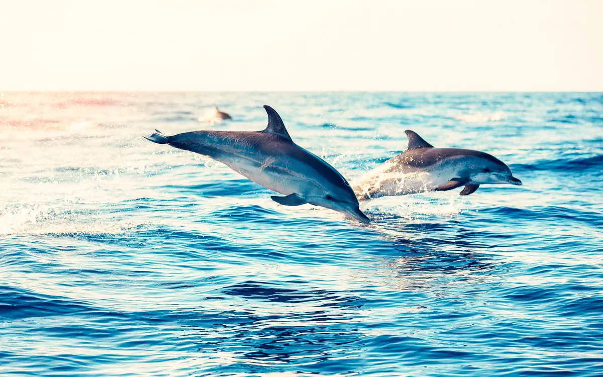 Dolphins breaking the surface off the Algarve coast