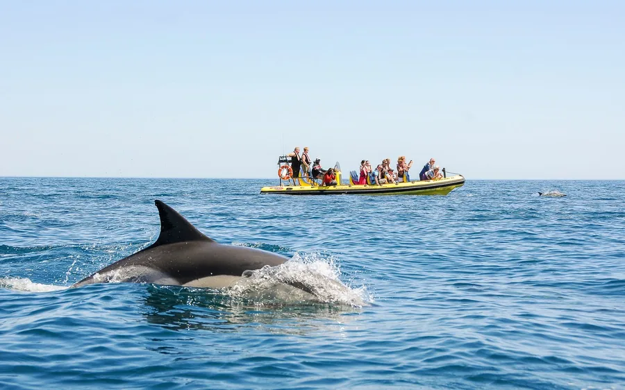 A dolphin surfacing beside a small tour boat off the Algarve