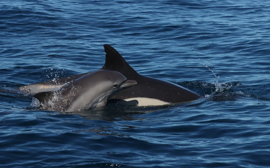 A dolphin breaking the surface in front of the Algarve coast